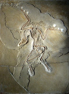 images/Archaeopteryx.jpg