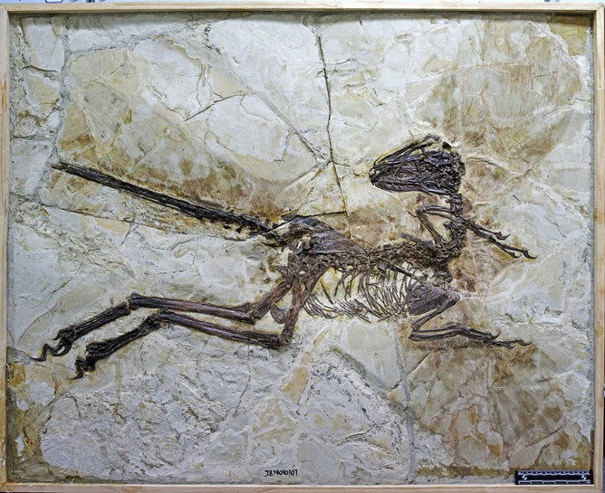 images/Zhenyuanlong.jpg
